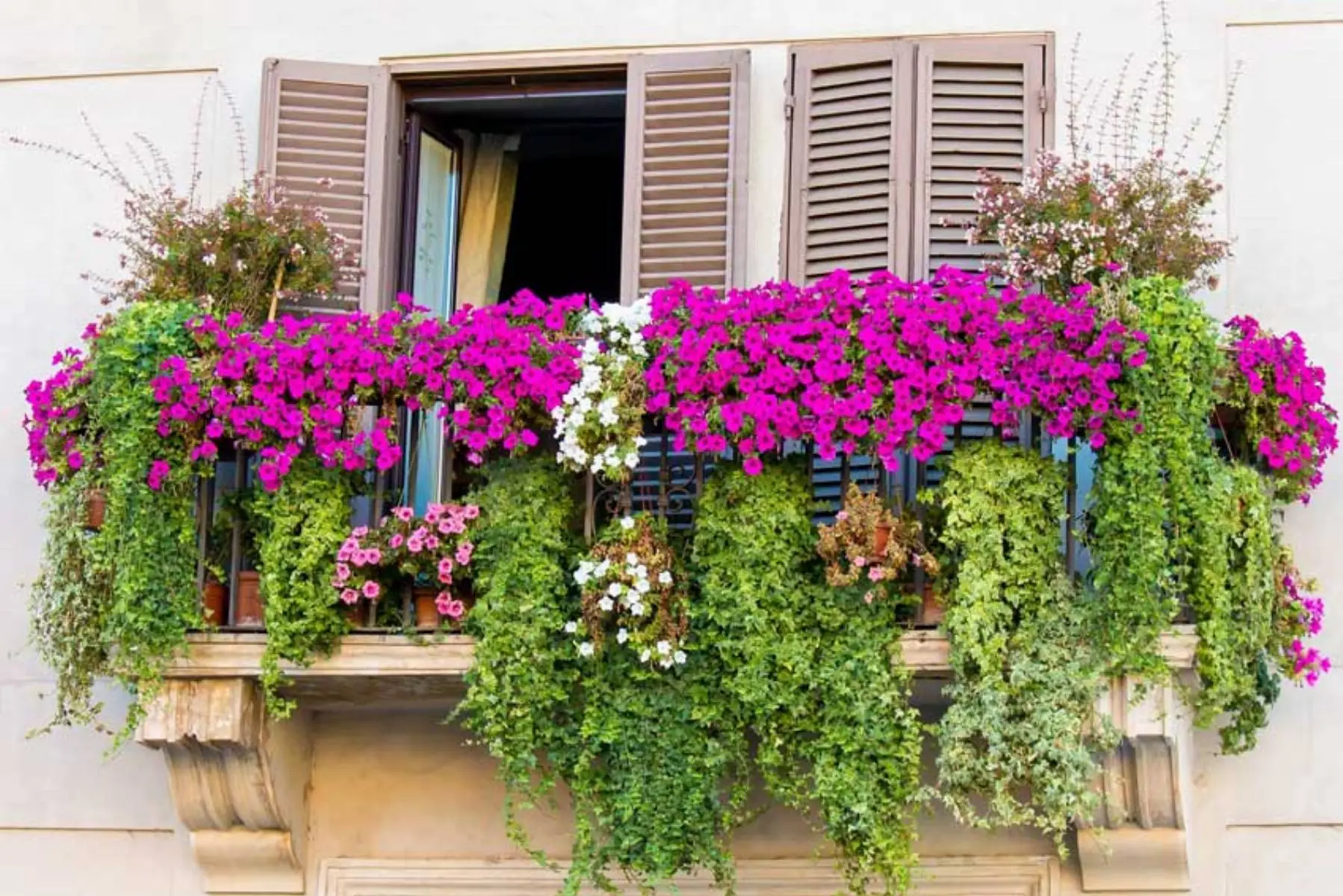 Il metodo naturale per tenere lontani gli insetti dal balcone: la strategia dei vivaisti per l’estate 2025 Il metodo naturale per tenere lontani gli insetti dal balcone: la strategia dei vivaisti per l’estate 2025