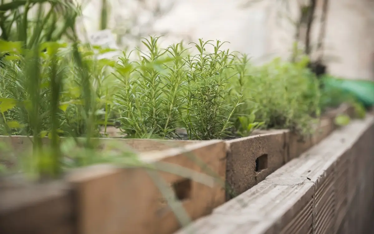 Come scegliere le piante aromatiche che purificano l’aria in soggiorno: i consigli dell’agronomo per giugno Come scegliere le piante aromatiche che purificano l’aria in soggiorno: i consigli dell’agronomo per giugno