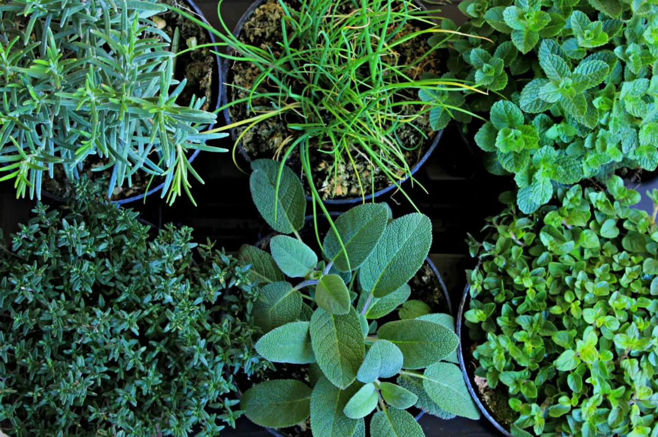 Come scegliere le piante aromatiche che purificano l’aria in soggiorno: i consigli dell’agronomo per giugno Come scegliere le piante aromatiche che purificano l’aria in soggiorno: i consigli dell’agronomo per giugno