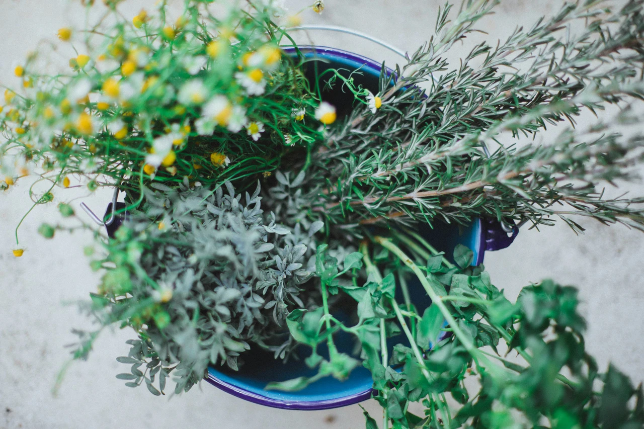 Come usare le erbe aromatiche per rinfrescare e profumare casa Come usare le erbe aromatiche per rinfrescare e profumare casa
