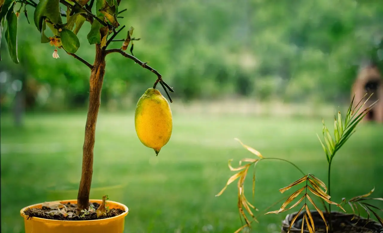Come tenere lontani caldo e zanzare con un solo ingrediente Come tenere lontani caldo e zanzare con un solo ingrediente