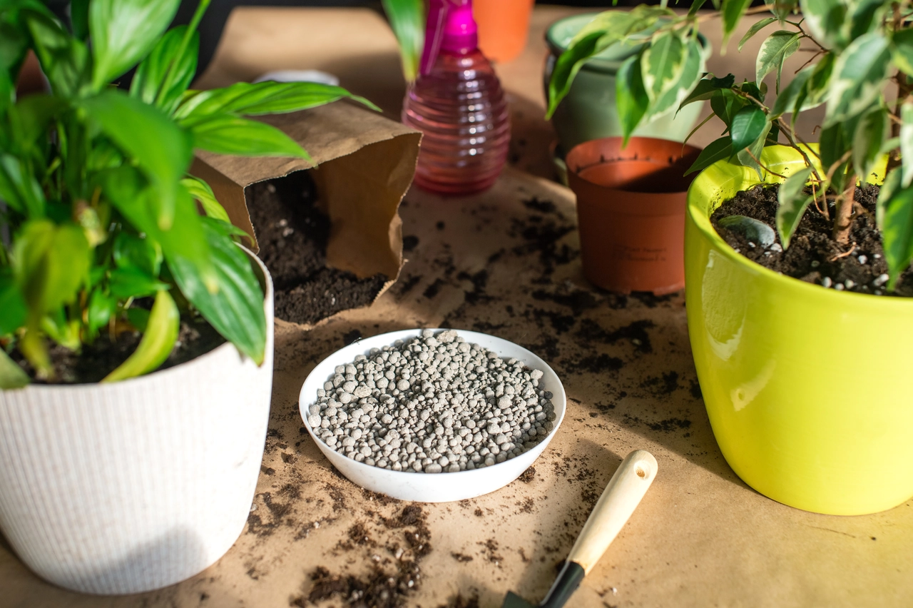 Sale grosso nei vasi delle piante d’appartamento: una scelta che fa la differenza Sale grosso nei vasi delle piante d’appartamento: una scelta che fa la differenza