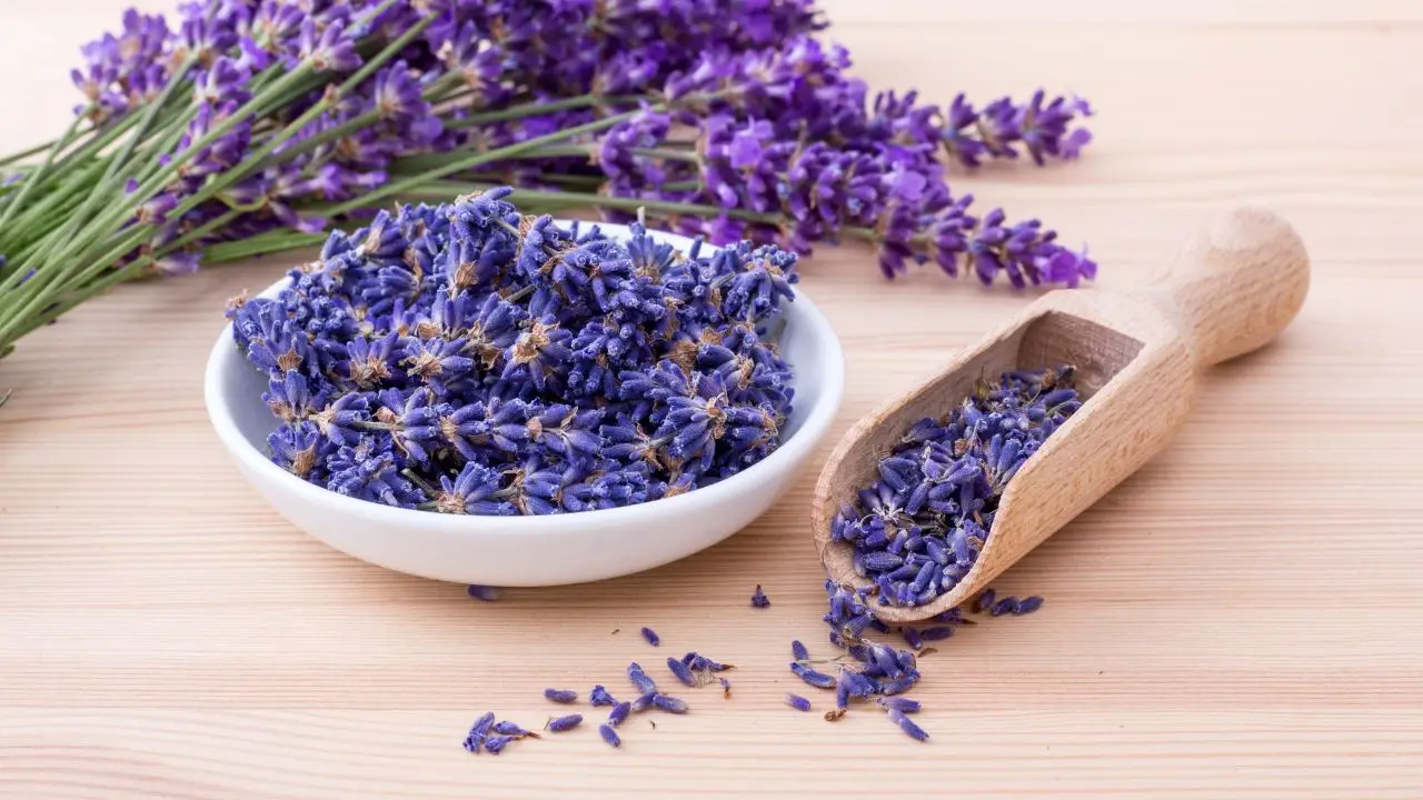 Come utilizzare i sacchetti di lavanda contro l’umidità: ecco la guida Come utilizzare i sacchetti di lavanda contro l’umidità: ecco la guida