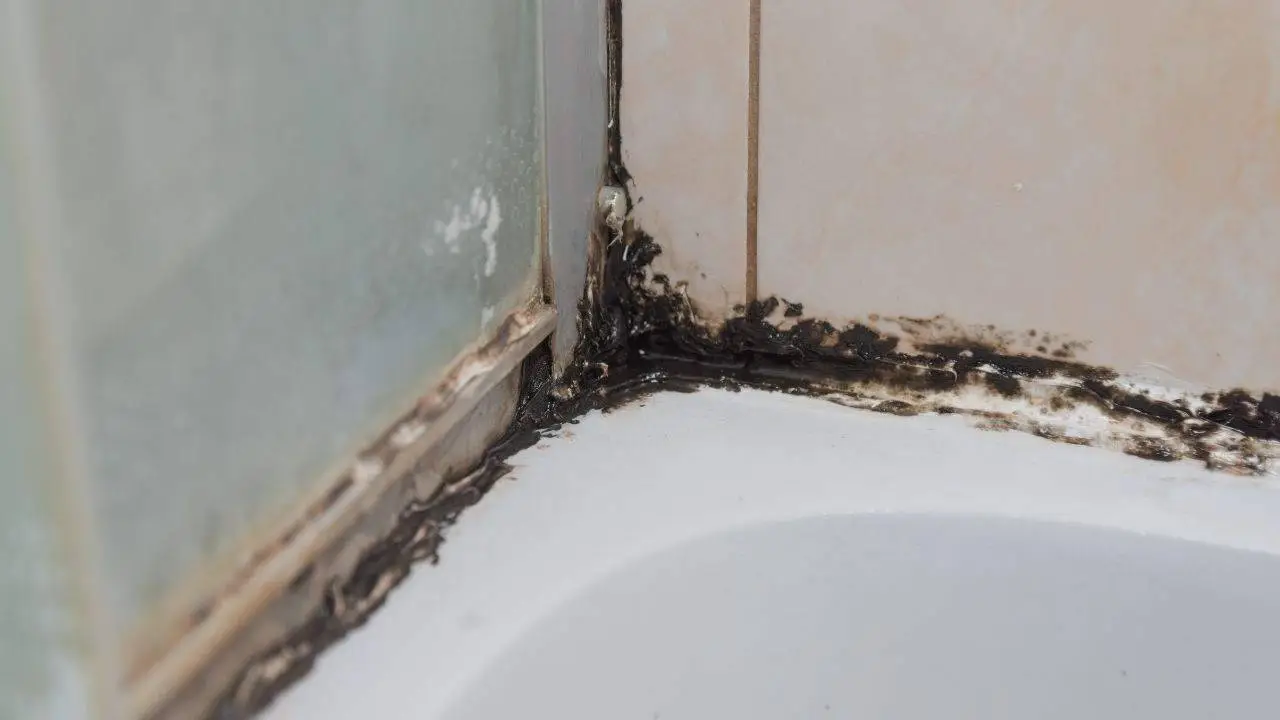 Basta umidità in bagno: questa astuzia previene muffe e aloni con zero spesa Basta umidità in bagno: questa astuzia previene muffe e aloni con zero spesa