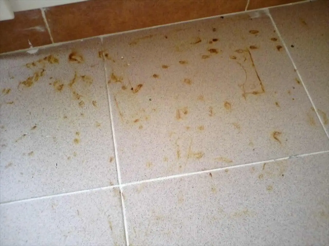 Soluzioni rapide contro le macchie ostinate sui pavimenti di gres o ceramica Soluzioni rapide contro le macchie ostinate sui pavimenti di gres o ceramica