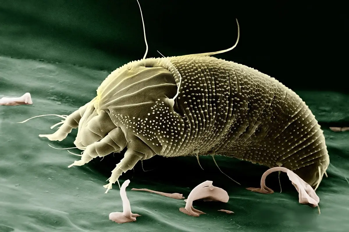 Conosci già la tecnica antiallergeni per neutralizzare polvere e acari da tappeti? Conosci già la tecnica antiallergeni per neutralizzare polvere e acari da tappeti?
