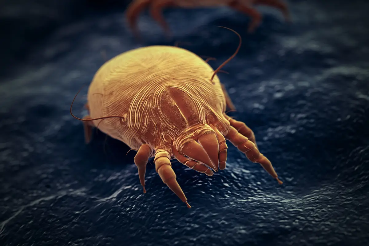 Conosci già la tecnica antiallergeni per neutralizzare polvere e acari da tappeti? Conosci già la tecnica antiallergeni per neutralizzare polvere e acari da tappeti?