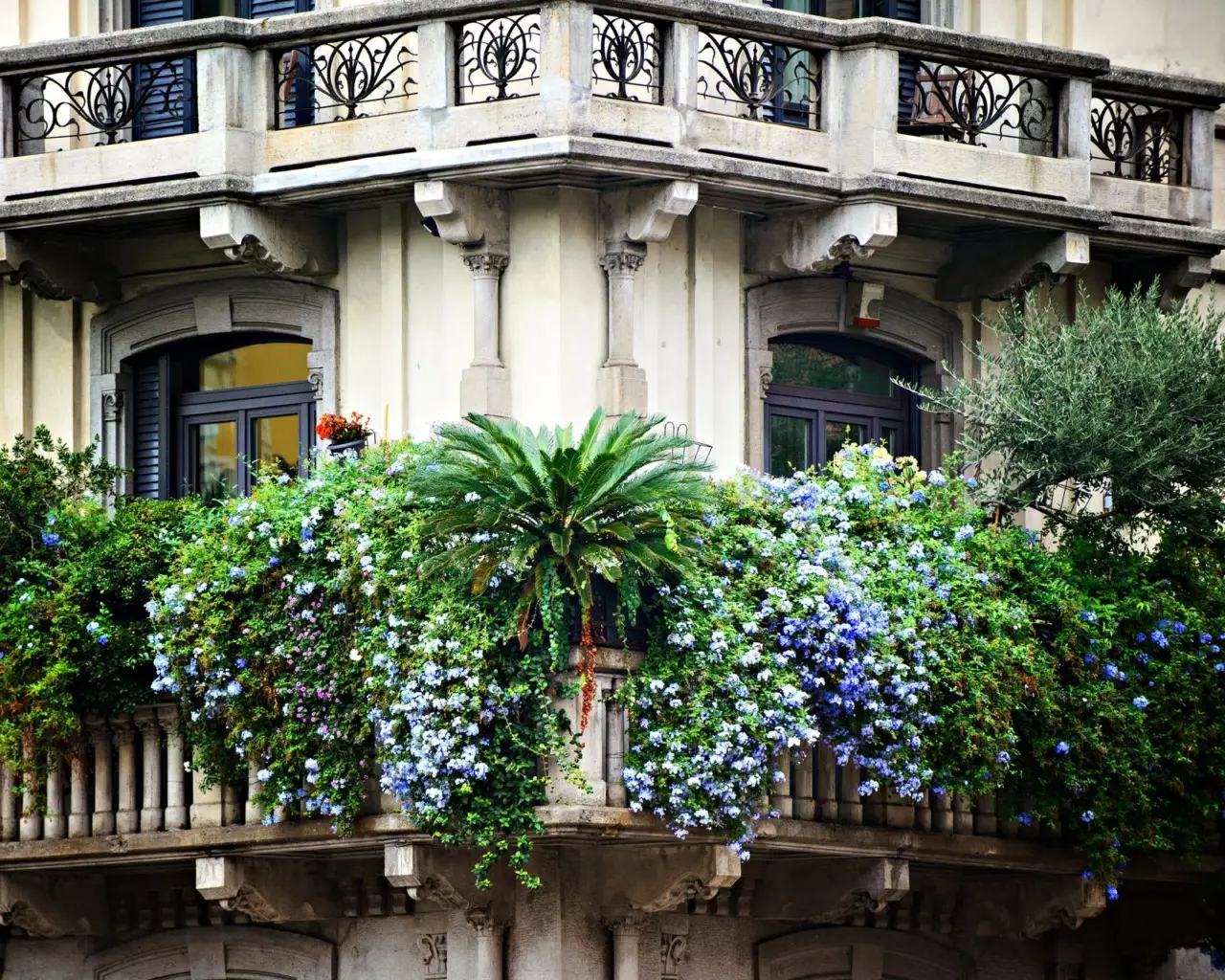 Rampicanti da balcone per privacy immediata: varietà resistenti e sempreverdi Rampicanti da balcone per privacy immediata: varietà resistenti e sempreverdi