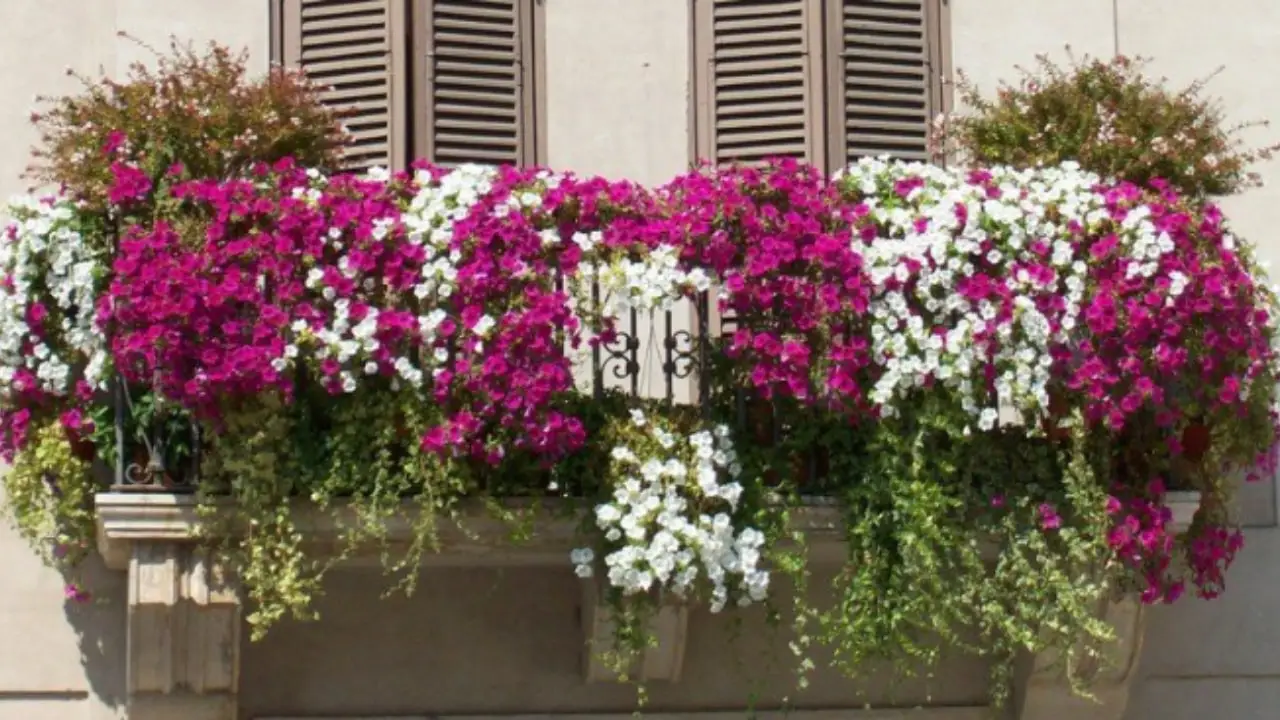 Rampicanti da balcone per privacy immediata: varietà resistenti e sempreverdi Rampicanti da balcone per privacy immediata: varietà resistenti e sempreverdi